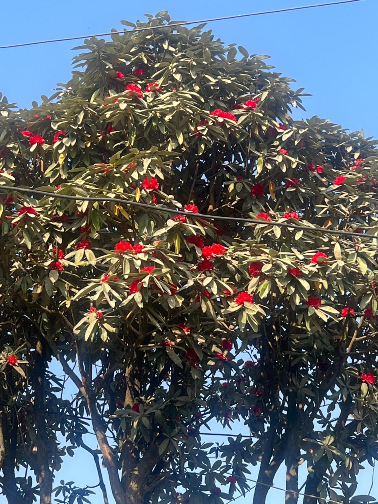 Nagarkot Resort Pvt. Ltd Eksteriør billede